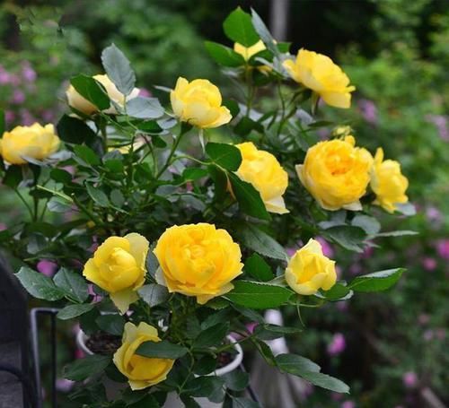  带有|比“手掌”还大的3款月季，花色十分美艳，带有强香，阳台党必养