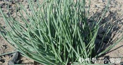 母猪藤|乡下有一种很常见的菜 有奇效你知道吗