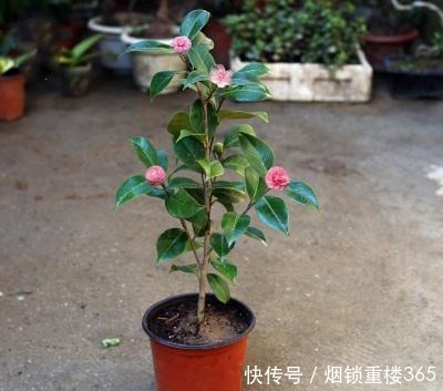 1种花,比玫瑰漂亮,比君子兰秀气,春天正适合养