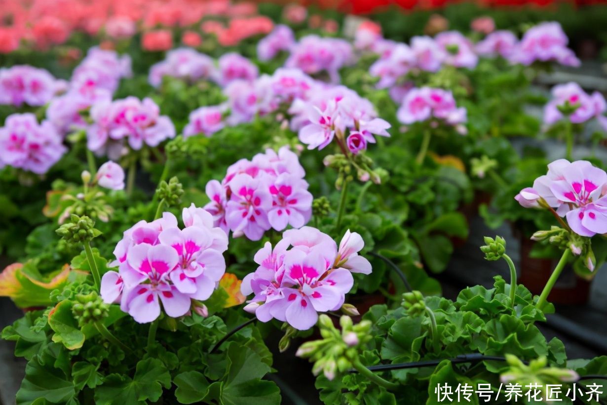 艾草|进入夏季蚊虫变多，养上几盆“驱蚊花”，不仅能观赏，还能驱蚊草