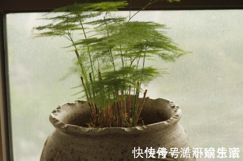 花卉|文竹黄叶不要慌,这“3种”物品,兑水浇盆里,黄叶全不见!