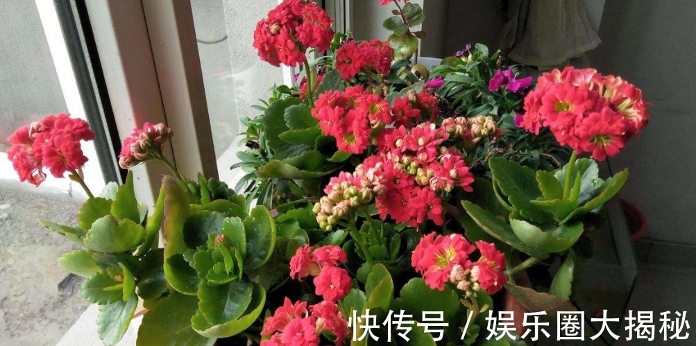 养长寿花,教你这样养,花苞多、长得快!当年花朵蹭蹭冒!真牛