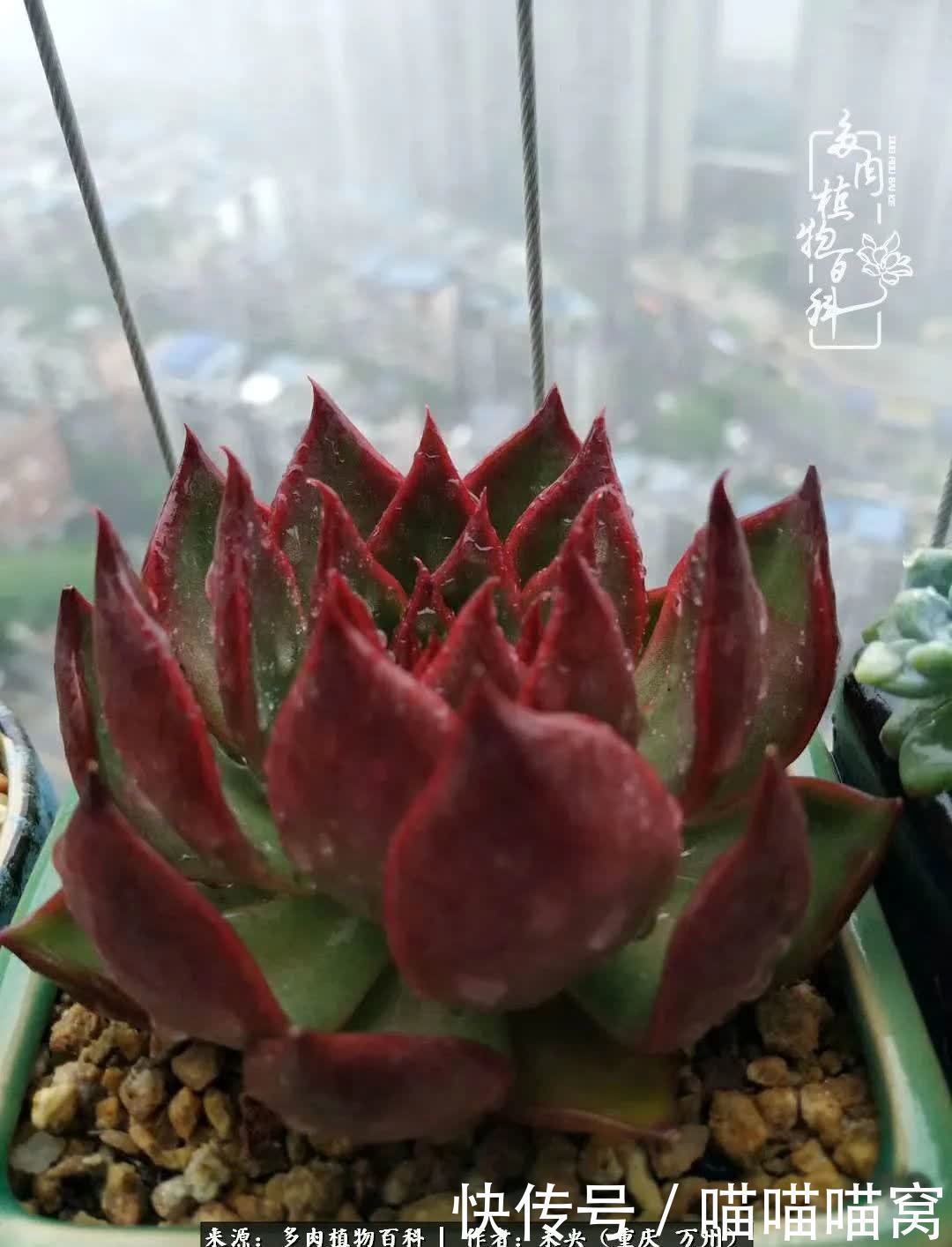 养肉多年,从未出坑过!养多肉是我最喜欢最坚持的爱好!