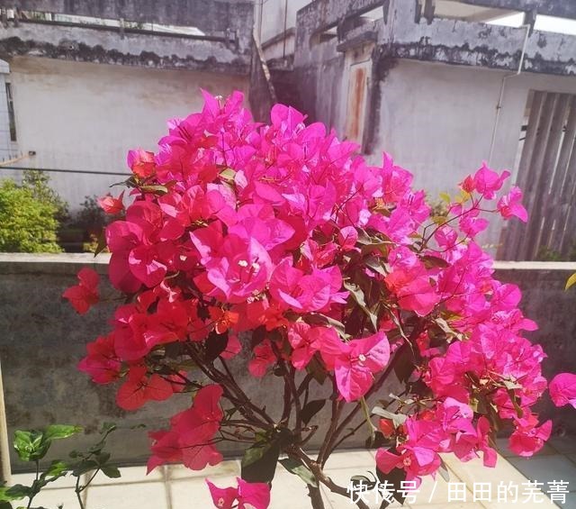 养茉莉,三角梅,盆中丢“2料”,根壮叶绿,花量特别大