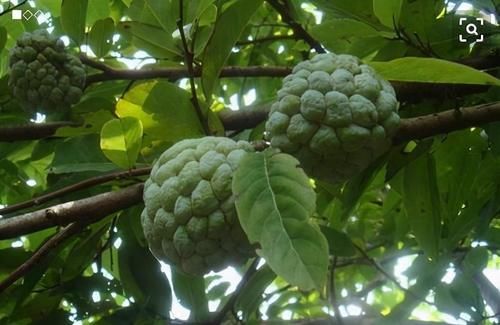 李医师|年轻人想气色好，多吃的食物，祛皱美容，排毒消脂，更显年轻