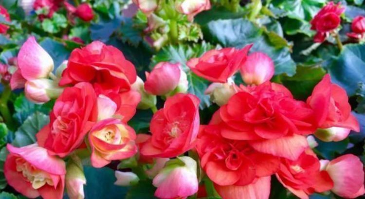 4种花“喜欢”晒太阳,越晒长得越旺,开花越多,1个月就爆盆