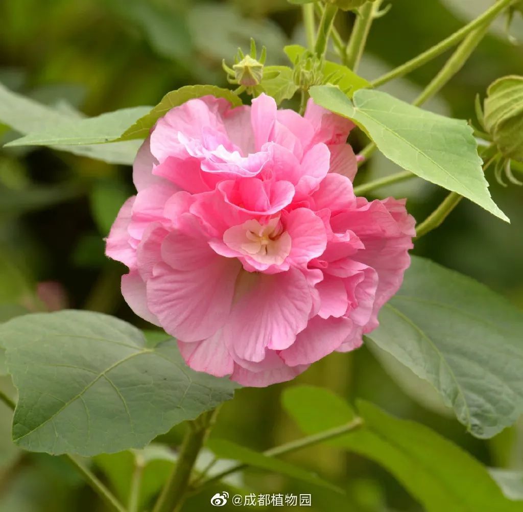 天府芙蓉园|C位出道！成都50000株芙蓉花开了