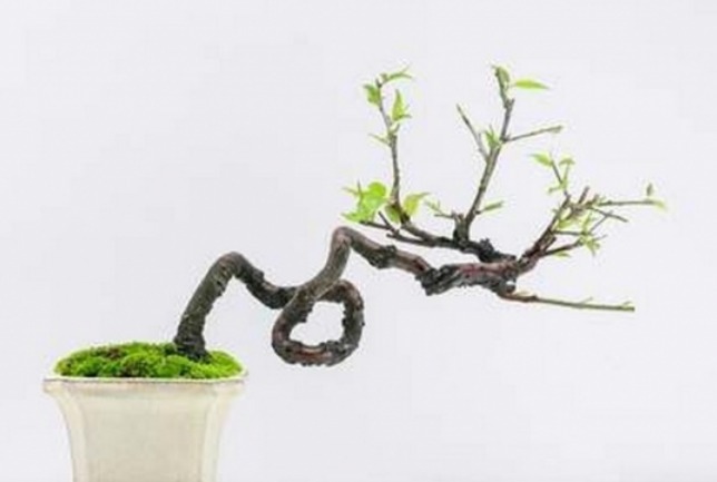 紫罗兰|天热了,有些花不是浇水越多越好,反而一浇水就死