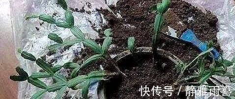 爆盆|养蟹爪兰做好三点,叶肥根壮,开花爆盆,养不好已成过去