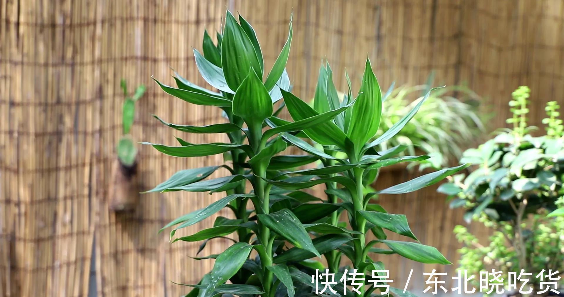 常见5种室内花，漂亮又好养，花语很吉利，你更喜欢哪一种呢