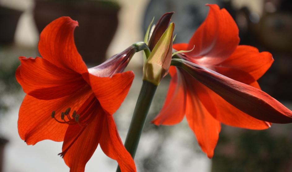 立冬前，客厅摆上几盆“吉祥花”，花开富贵，寓意家兴人旺财运来