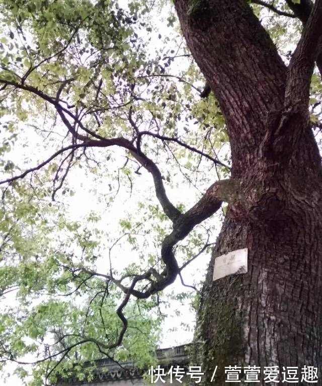 庭院种什么树最吉利，还好看？