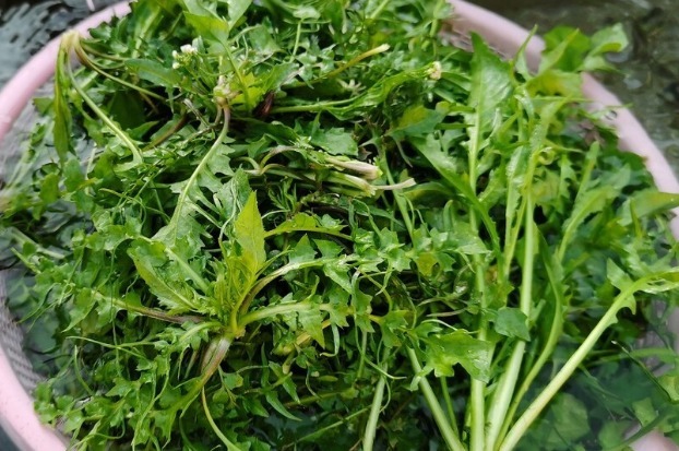 野菜|春天挖野菜,送你56种野菜大图片,带你见识不同的野菜和吃法