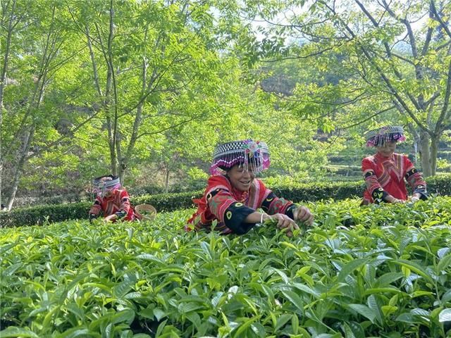 山村|临沧凤庆县凤山镇:乡村旅游美了山村富了农民