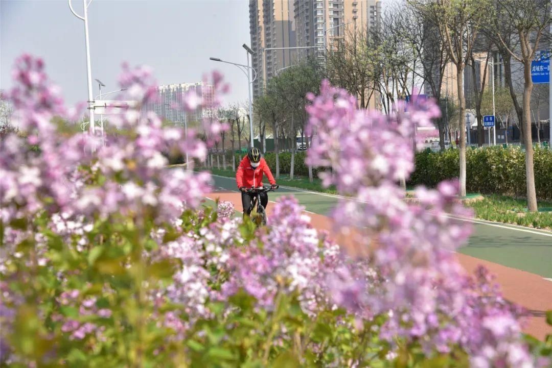 紫丁香、海棠芬芳馥郁，在昌平自行车专用路来一次观光骑行之旅吧