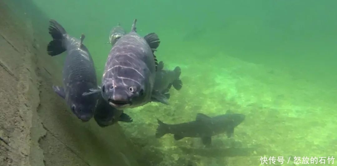 鲤鱼|夏季野钓别老盯着深水！这几个地方也藏大鱼，我替你们试过了