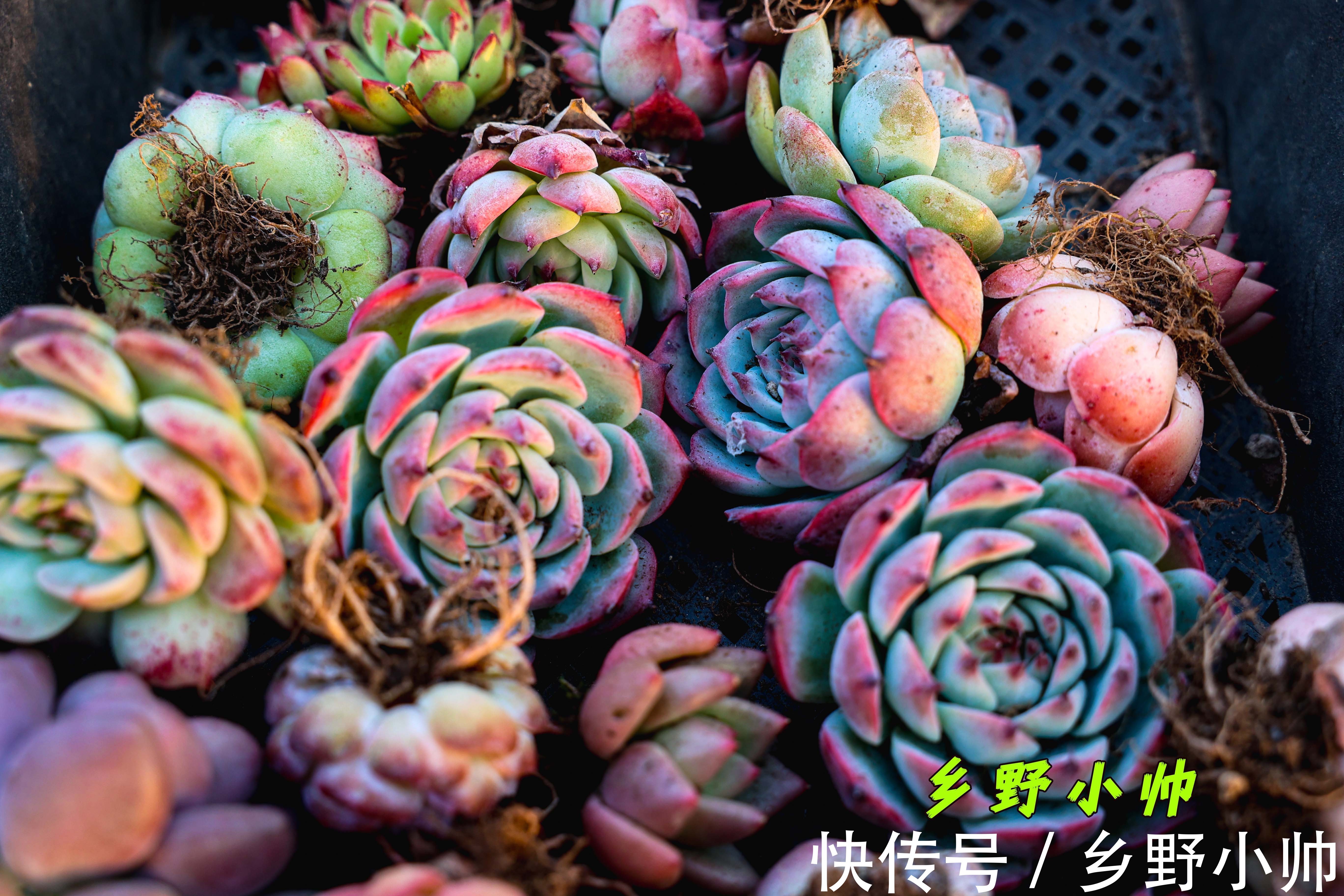 冬天容易掉色摊大饼,养上这些治愈系多肉,冬天也能萌萌哒