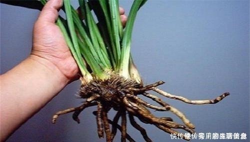 花盆|室内养花,有6个“禁忌”,犯1个也活不久,看你中了几个!