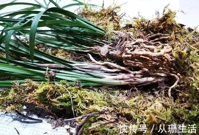 脱水|网购的兰花叶子脱水怎么办?两个细节决定成活率,操作很简单