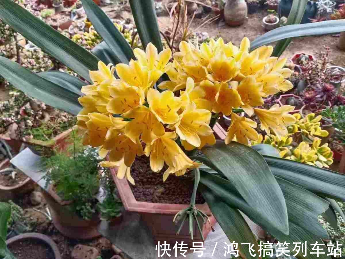 君子兰养了10年不开花，就是这个原因，看完就明白了！