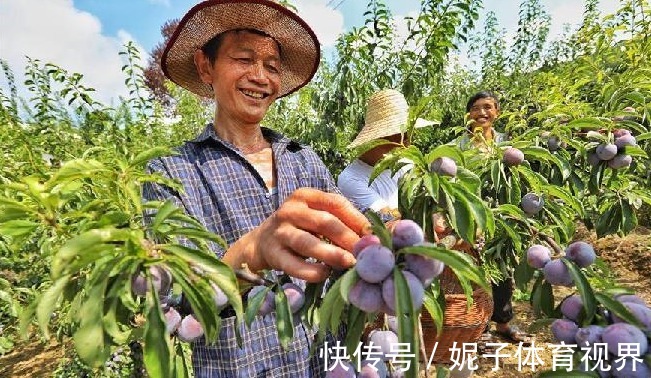 修剪|李子美容养颜、祛痰止咳,如何收获高产优质的李子,只需掌握四点