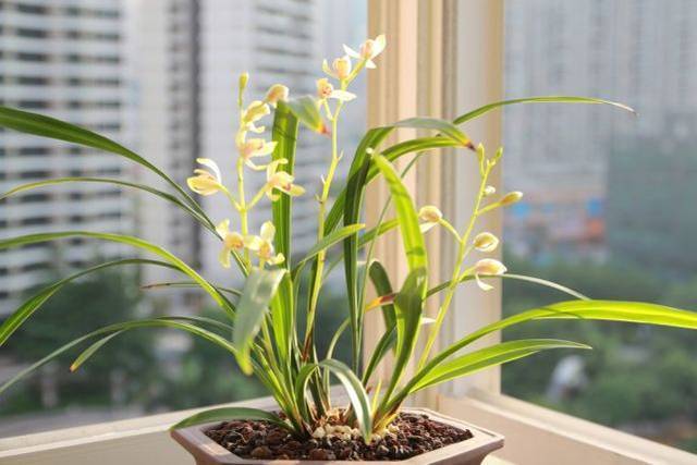兰花长势旺盛不开花,教你4个小“妙招”,轻轻松松开爆盆!
