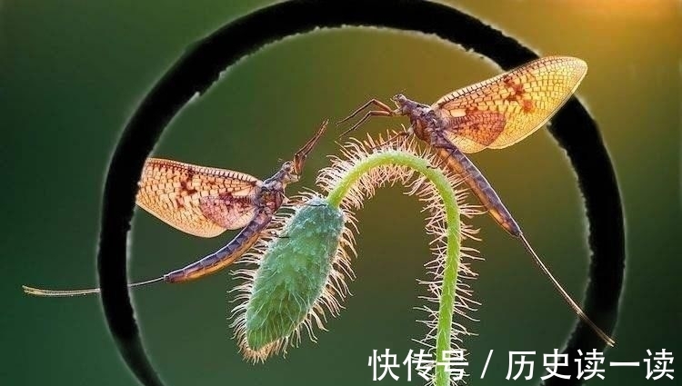 汪洋#七绝 三九吟(外四首)