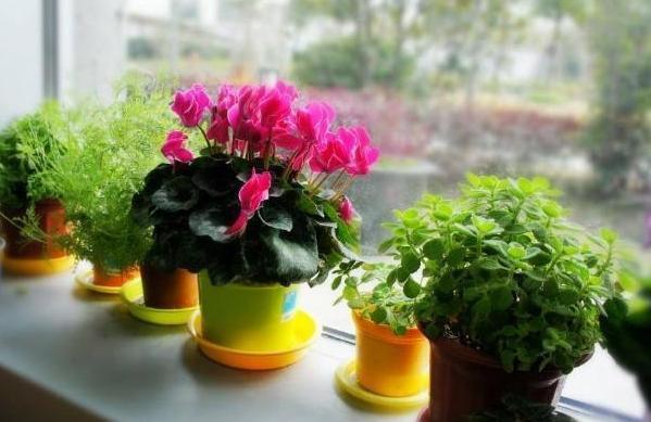 第一次养花没经验牢记''4个重点'',植物蹭蹭长、不生病