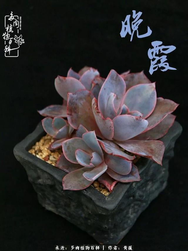 养了三年多肉，终于明白佛系养肉才是王道！