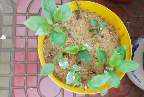 拿这4样“颗粒”养花，预防烂根问题、增肥，切记注意“分寸”