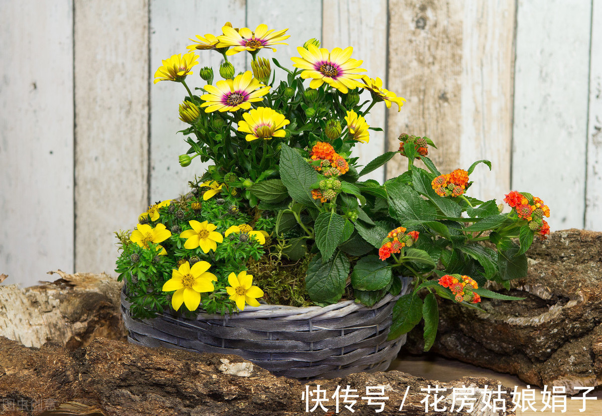娟子|这3种家中常见“黑色物质”,在花盆里铺一层,养啥花多会很旺