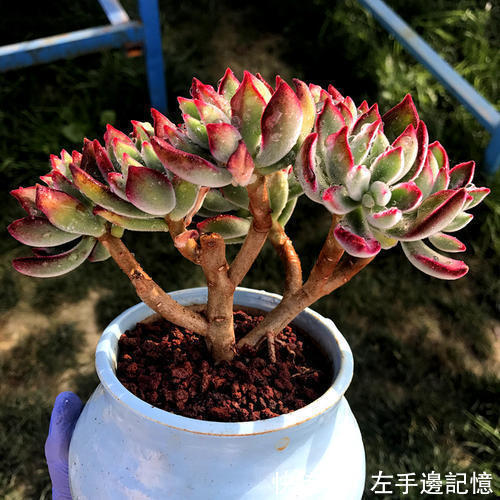 锦晃星|养多肉锦晃星,做好4件事,长成小老桩,养成小精灵