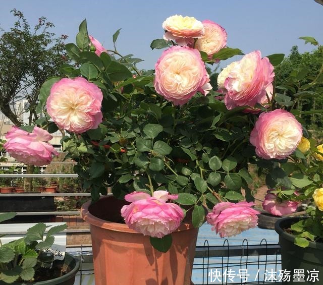 养月季用点大补肥，一年用一次，四季开花不断！