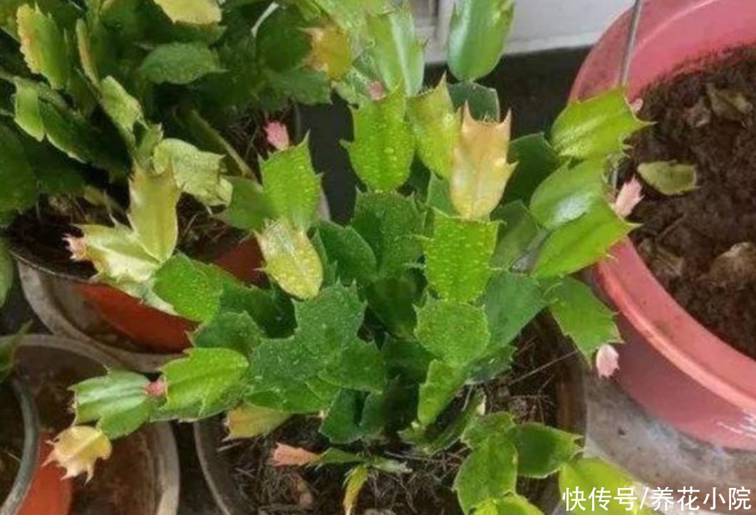 蟹爪兰开完花后,下一步该如何去养护?