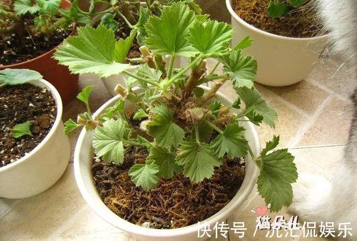 春天|9月给天竺葵剪个短发，过冬前就能窜叶子，明年春天开成大花球！