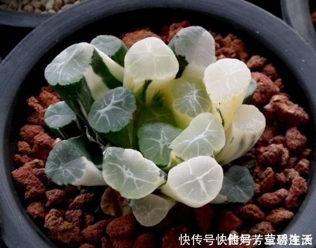 多肉|这个小盆栽居然卖600多万,快看看你家有没有!