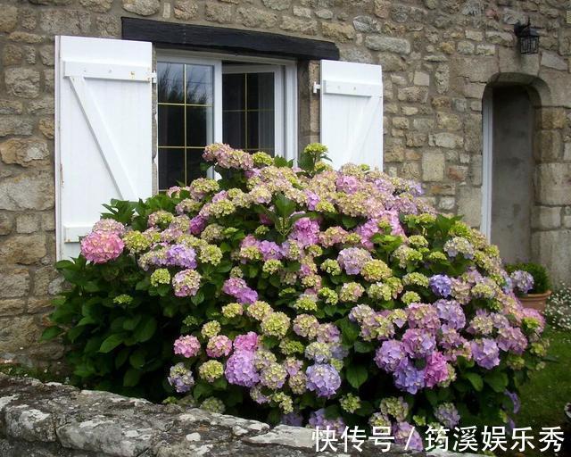 花球|5种花不用管,盆栽地栽都好养,自己就能长成大花球,花开还惊艳