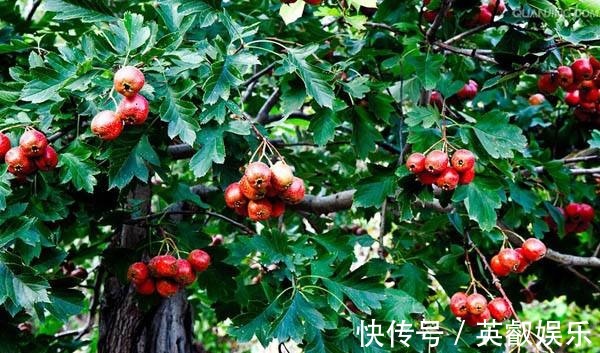 粗管|比花卉还要没的水果盆栽,能开花还能结果,果实多好打理