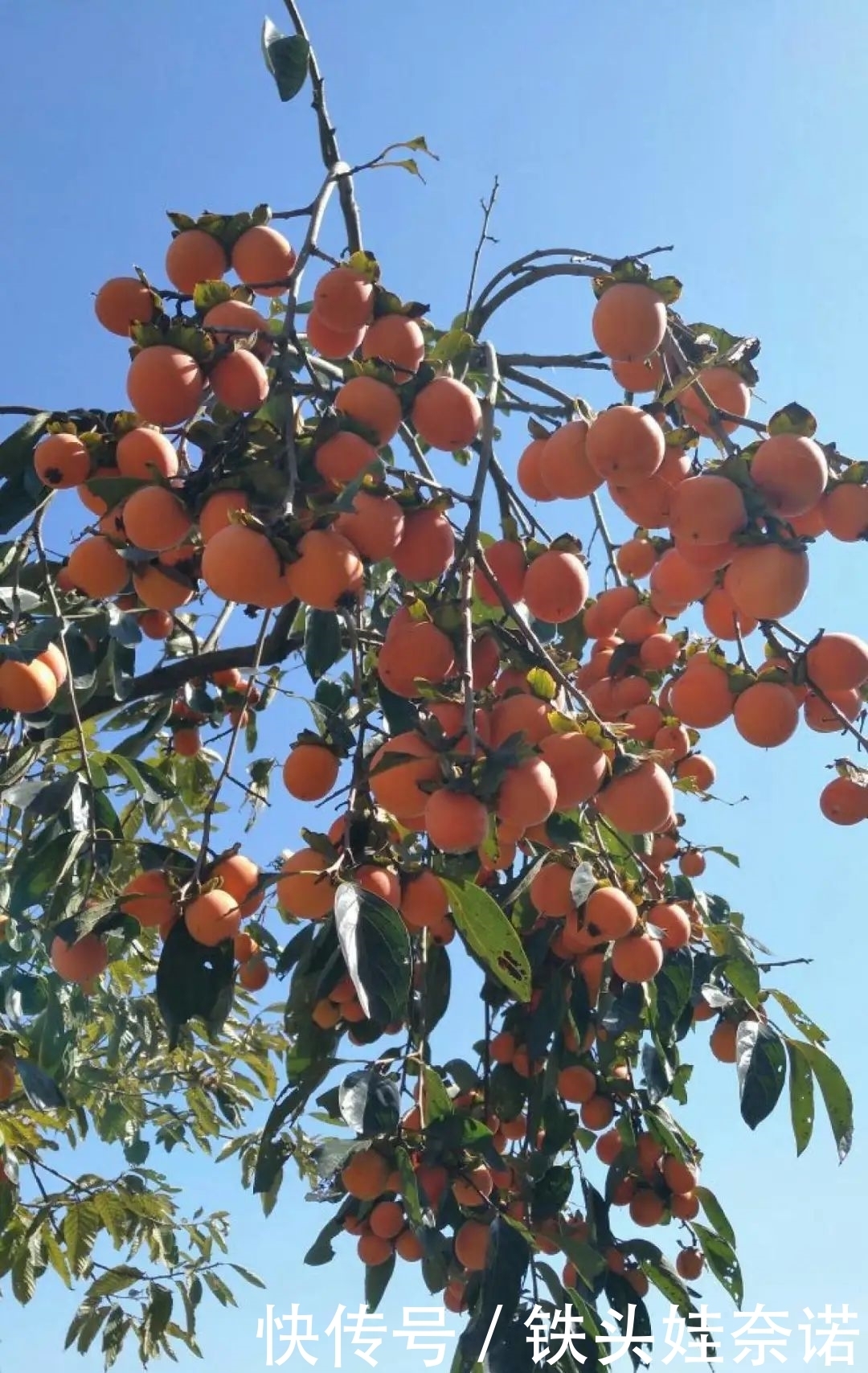 2021养盆镇宅花，当做守护神，好运进来，霉运离开！