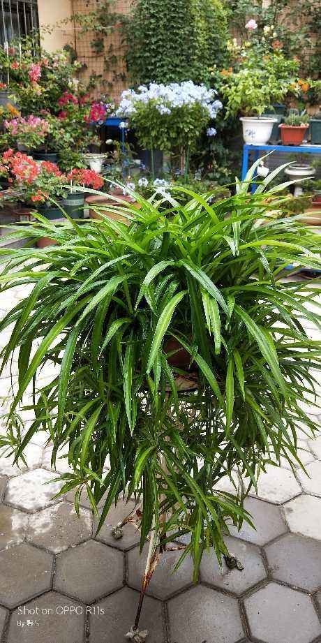 3种花枯萎了也别扔,砍一刀还能活,长出不少新芽