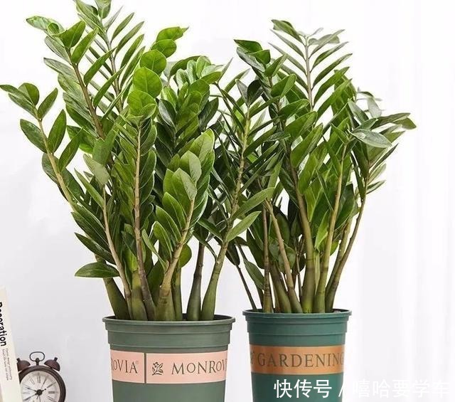 适合过年购买的8种招财植物,好看又吉祥!