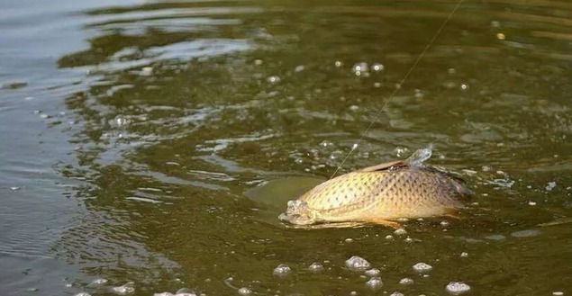 鱼情|户外作钓,几种常见的误区会让新手朋友栽跟头,希望没有说到你
