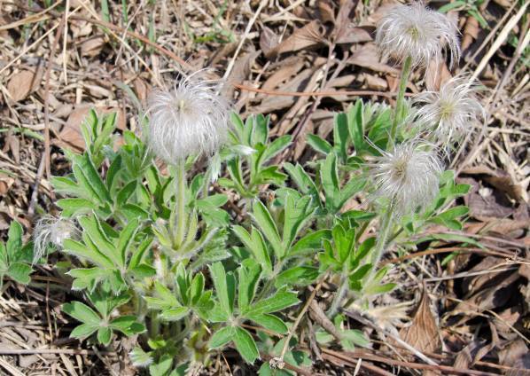 白头草|农村最贵的几种野草,千元一斤,现如今都很少见到!