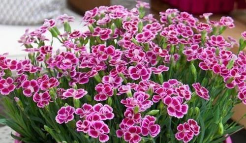 养花就养个花期长的，养在家里繁花似锦，清新脱俗，懒人最爱