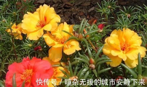 浇水|5种花高贵优雅,看了就让人沉醉,沾土就能活,浇水就疯长
