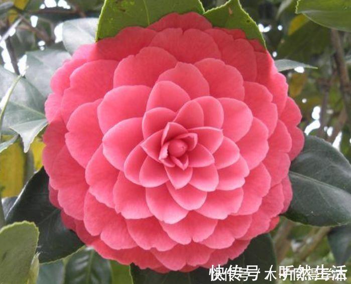 阳台|聪明人都养4种花,一年花期多,阳台变成小花园