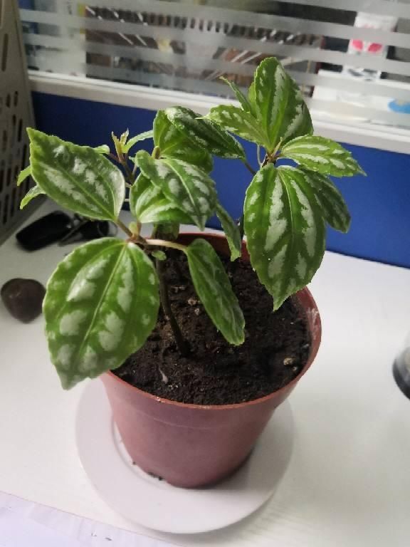 不常见的5种绿植,养过3种就是大神,你养了几种?