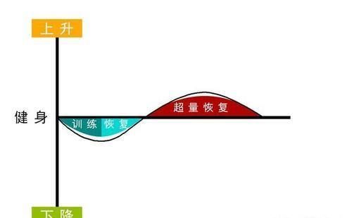 训练者|为什么有些训练者练得少,但是肌肉增长速度很快