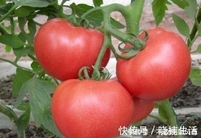 分解酶|提醒,炒西红柿不能放此物,吃了就是给自己找罪受,早知早健康