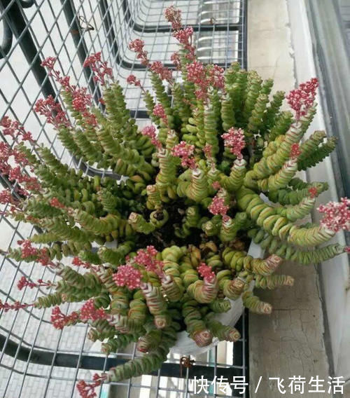 多肉|养3年的钱串“开花”了，粉嘟嘟很漂亮，不过观赏后就剪掉吧